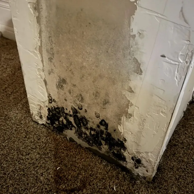 Professional Mold Removal in Jonesboro, IL